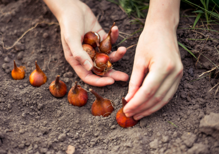 Bloembollen planten