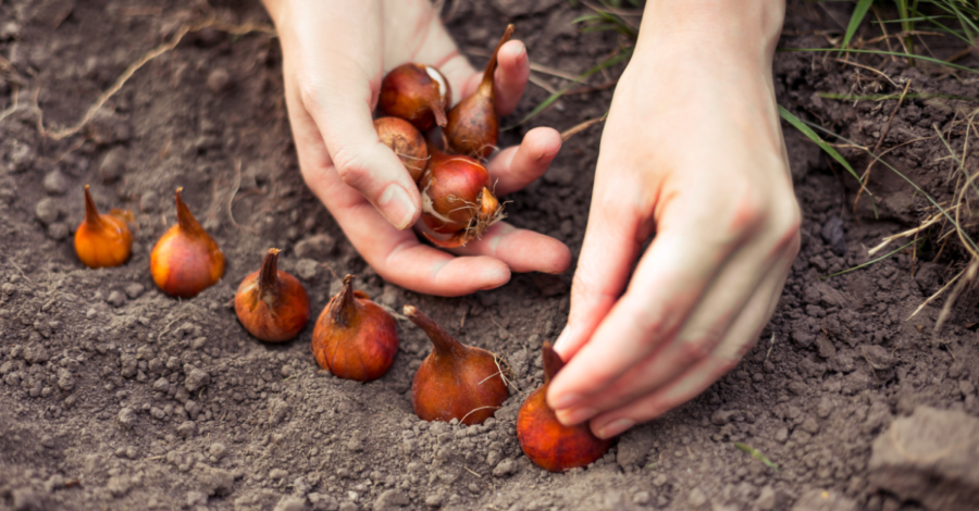 Bloembollen planten