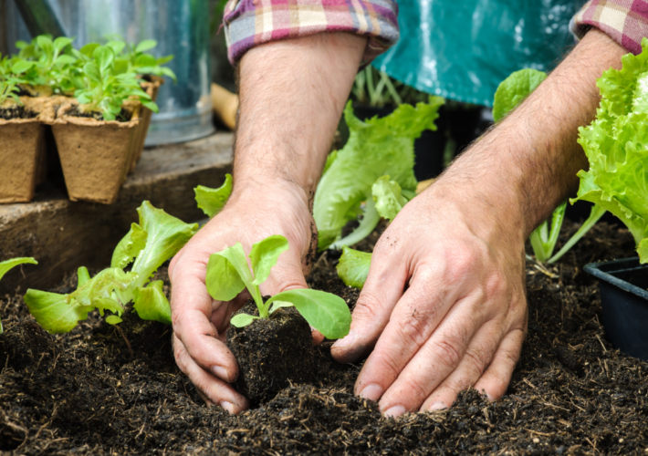 Zaaien in maart moestuin