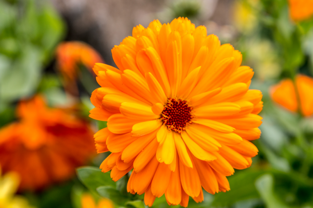 Calendula zaaien
