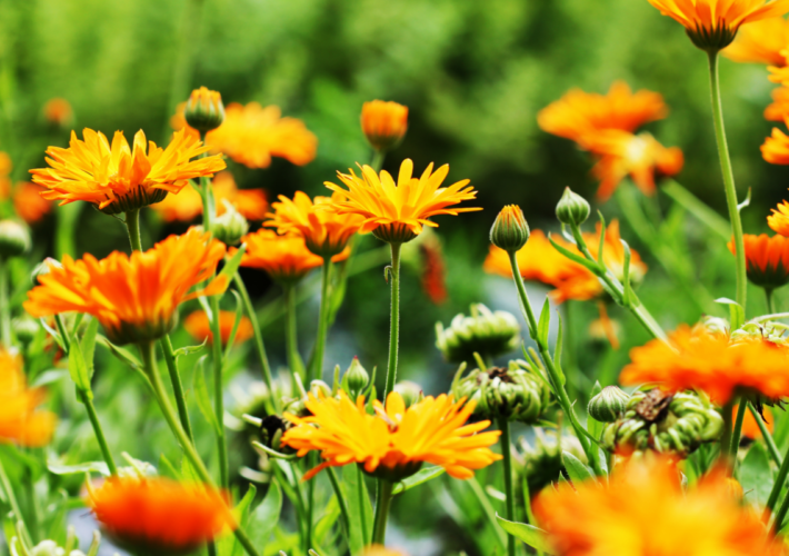 Zelf bloemen zaaien