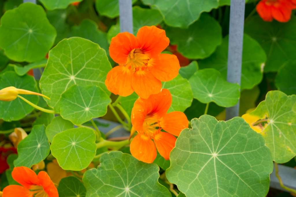 Oost-Indische kers zaaien